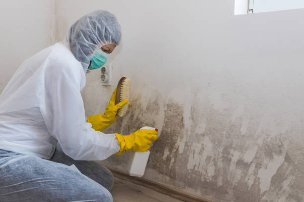 Troy, MO Mold Remediation Company