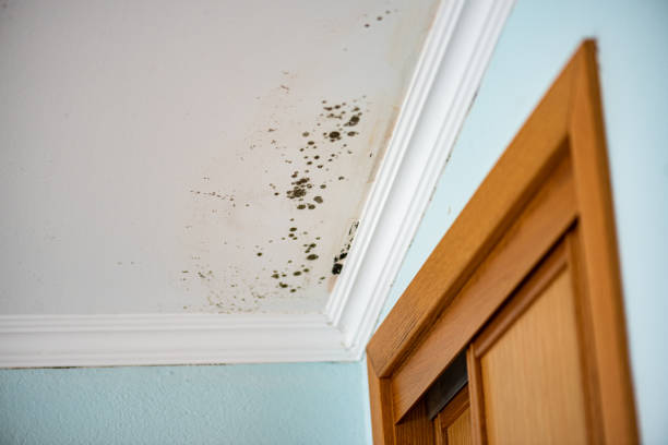 Best DIY Mold Remediation Support Services in Troy, MO