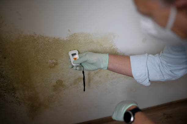 Reliable Troy, MO Mold Remediation Solutions