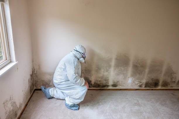 Best Basement Mold Remediation in Troy, MO