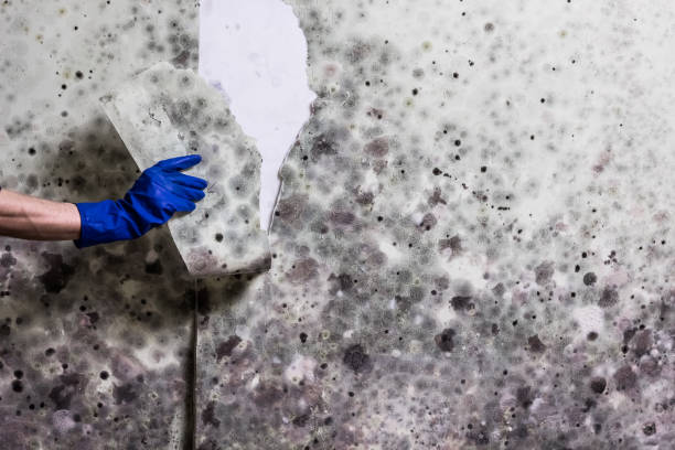 Troy, MO Mold Remediation Company