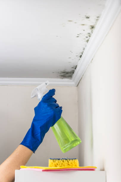 Best Mold Testing and Inspection Services in Troy, MO