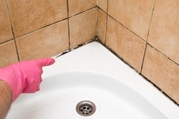 Best Attic Mold Remediation in Troy, MO